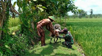 Dukung Ternak Desa, Satgas TMMD 110 Bojonegoro Bantu Mandikan Kambing
